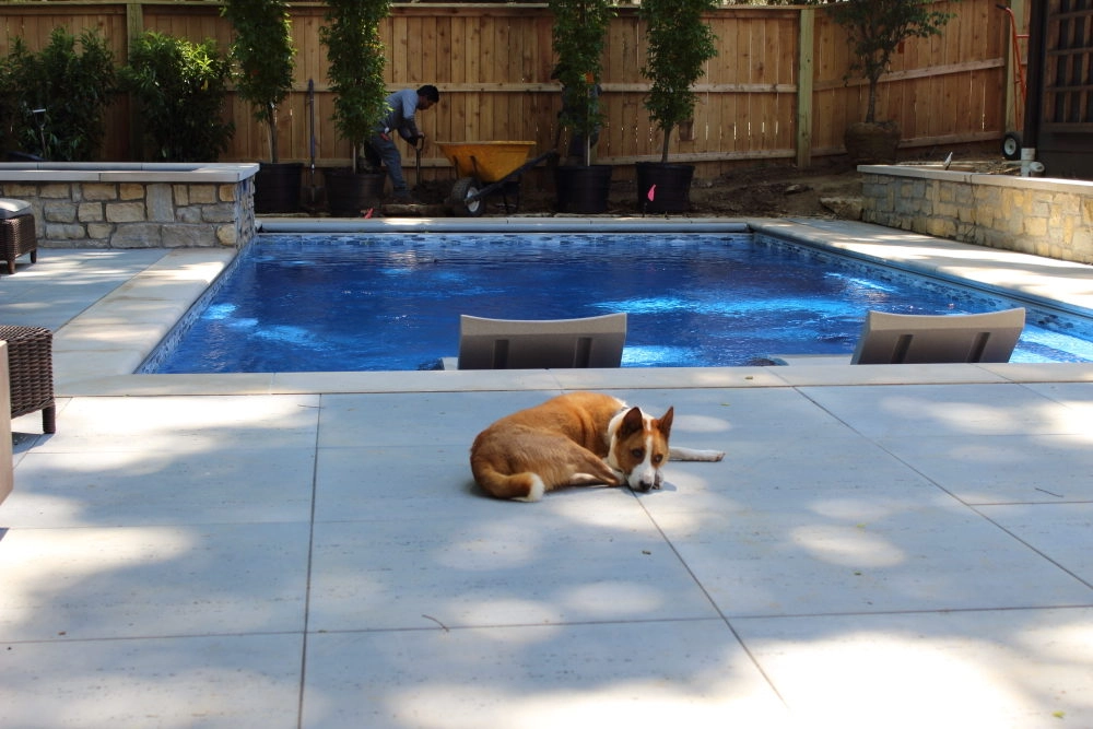 Dogs in Pools: is it Safe to let my Dog in my Fiberglass Pool?